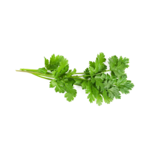 CILANTRO
