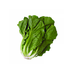 LECHUGA COSTINA